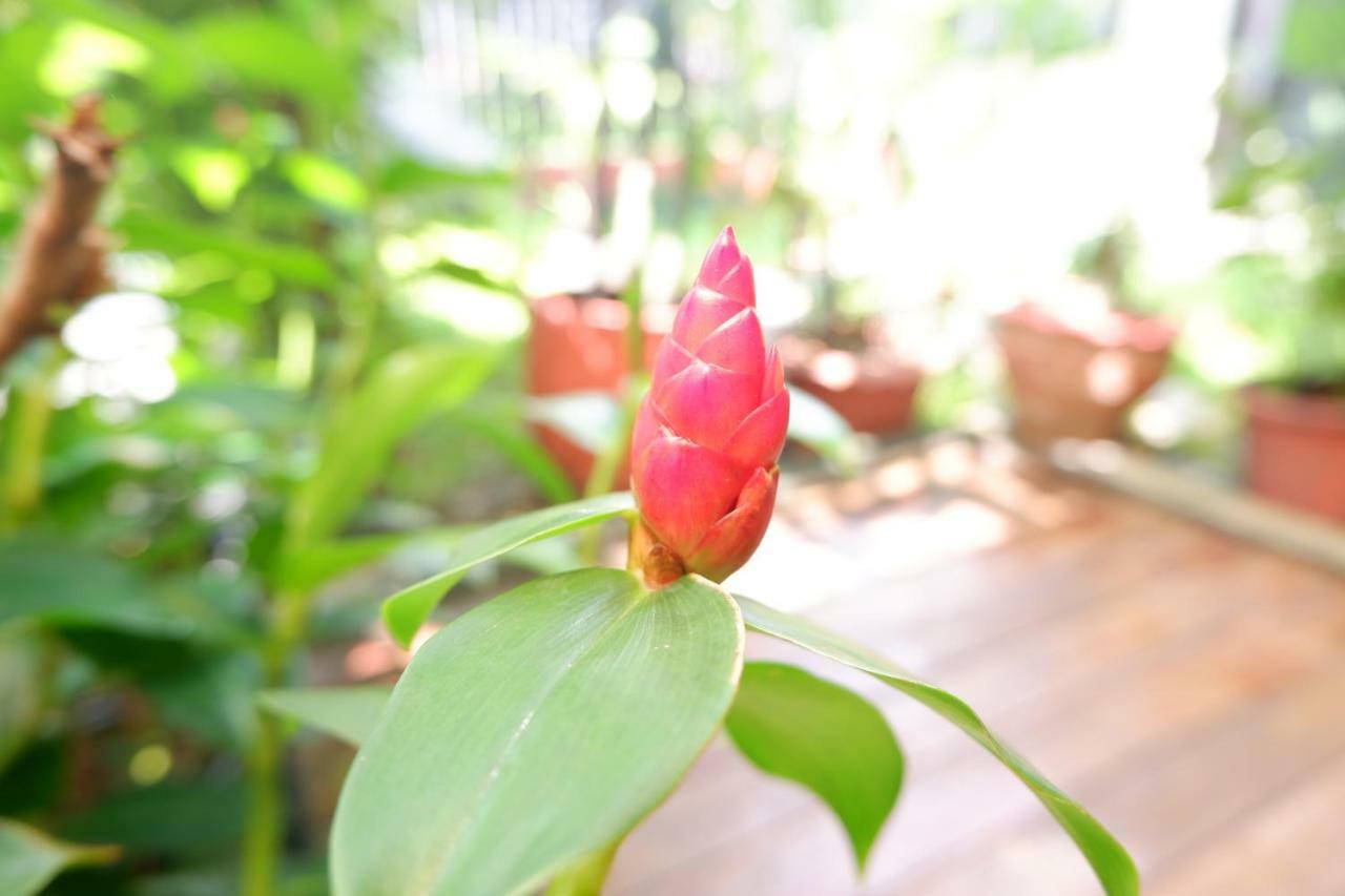 Mon Lodge & Yoga Donmueang 曼谷 外观 照片